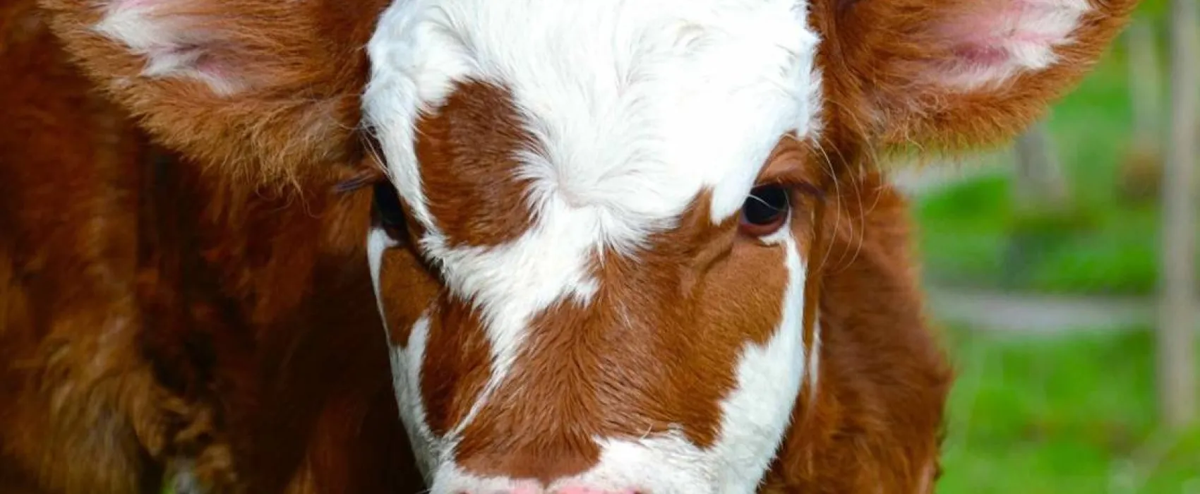 Green Hills Farm Stay