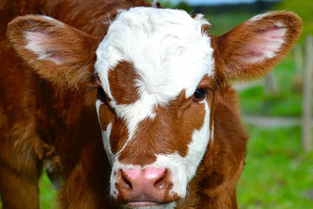 Green Hills Farm Stay