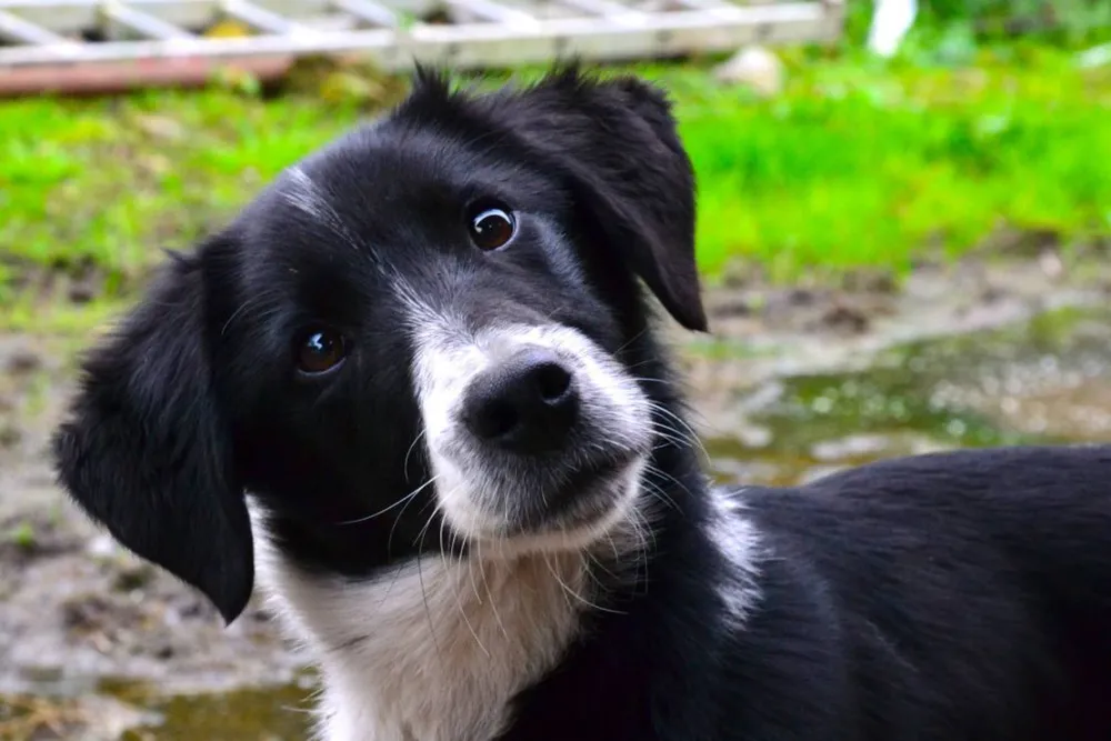 Green Hills Farm Stay