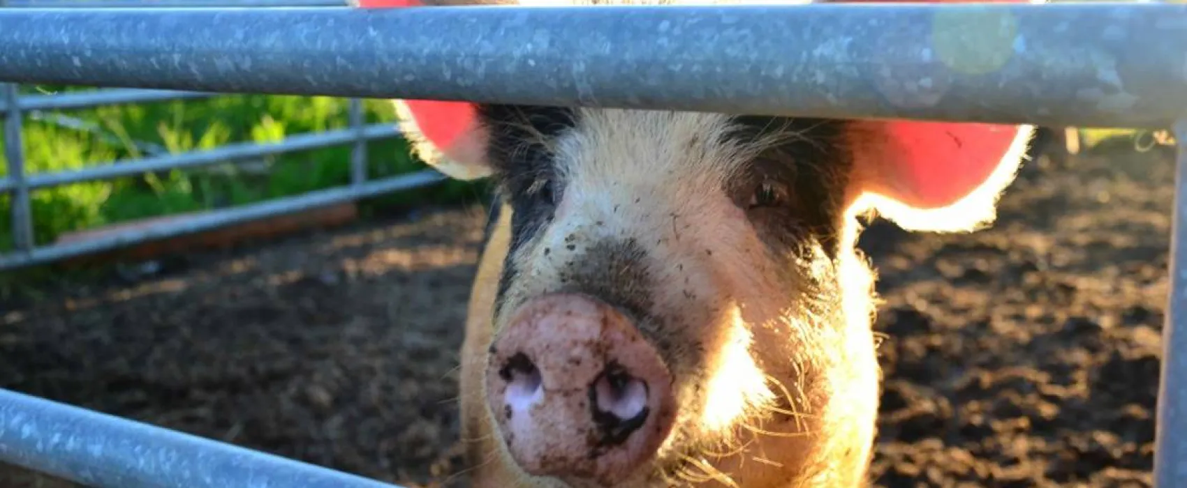 Green Hills Farm Stay