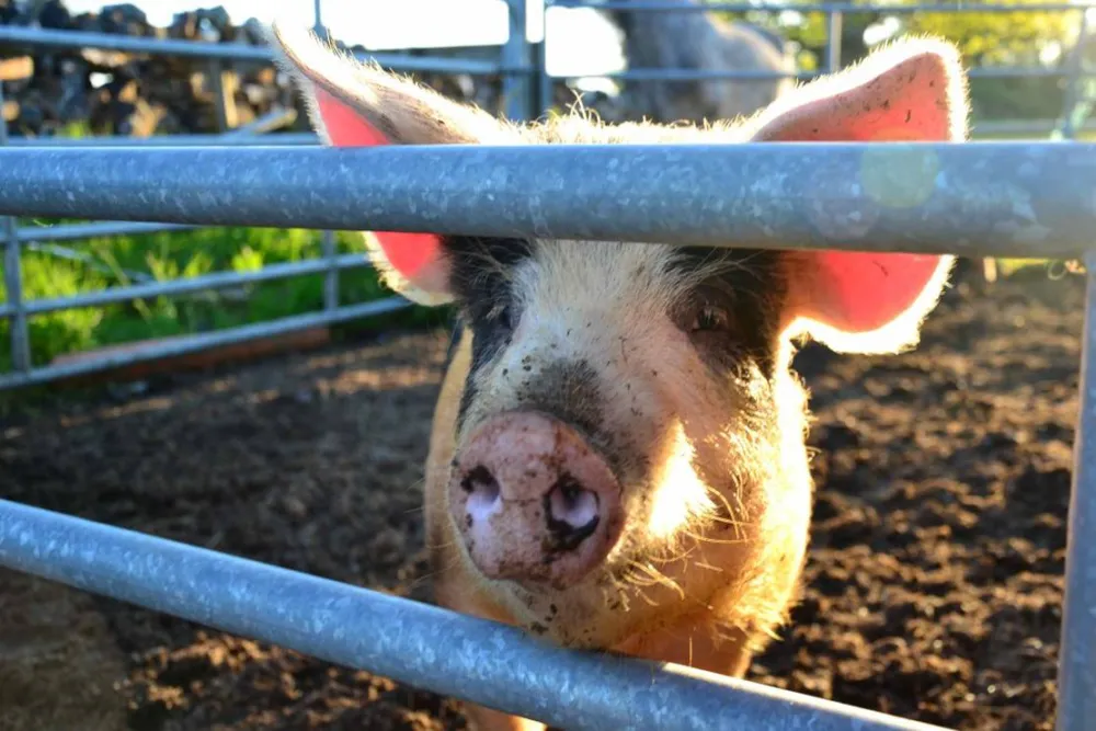 Green Hills Farm Stay