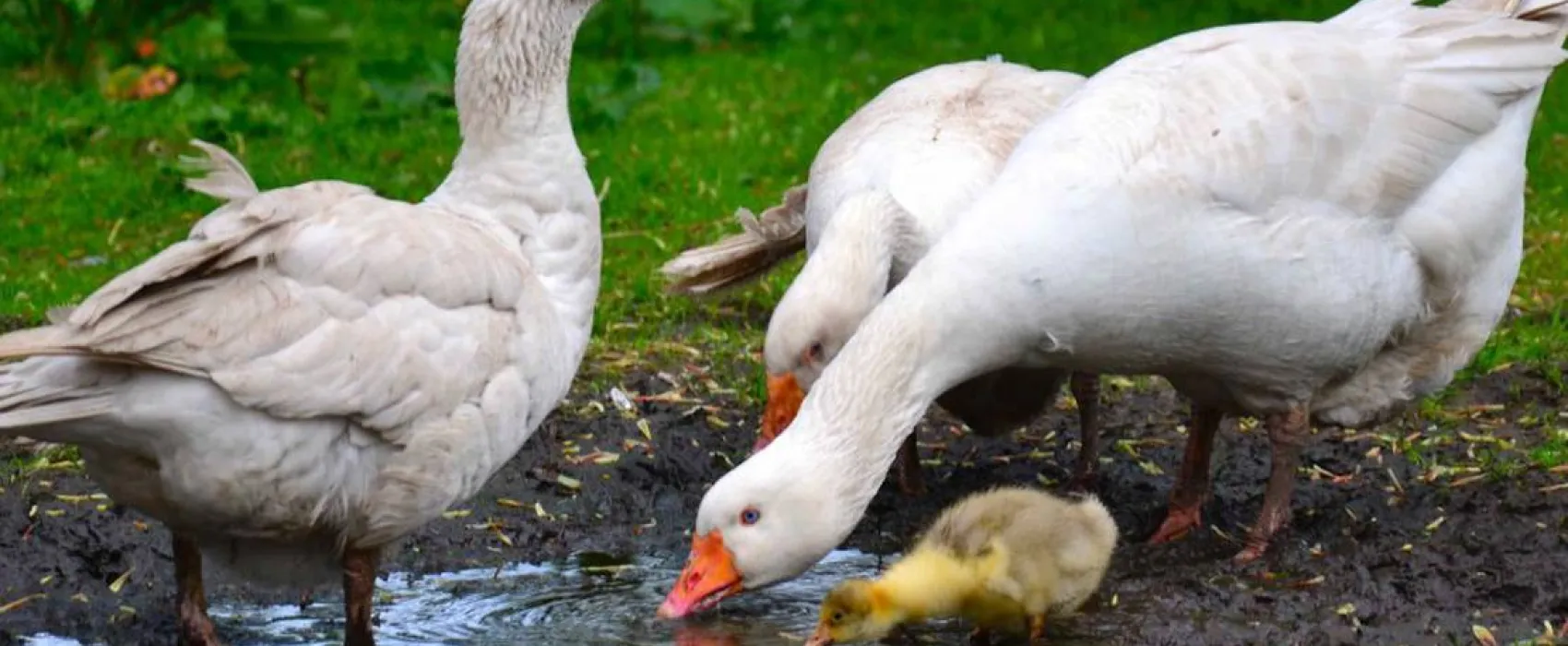 Green Hills Farm Stay