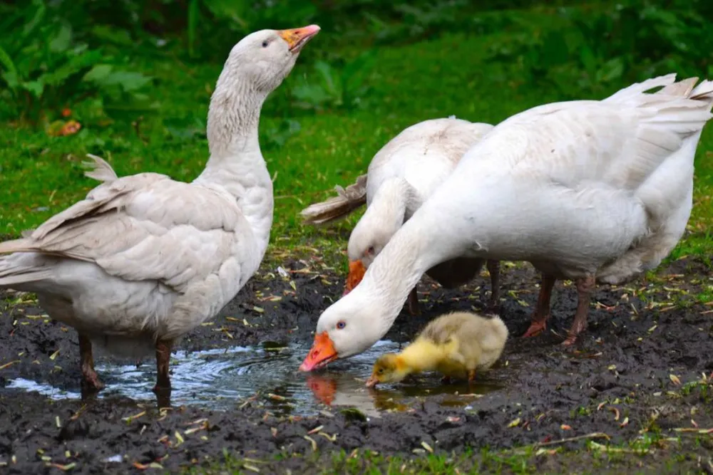 Green Hills Farm Stay