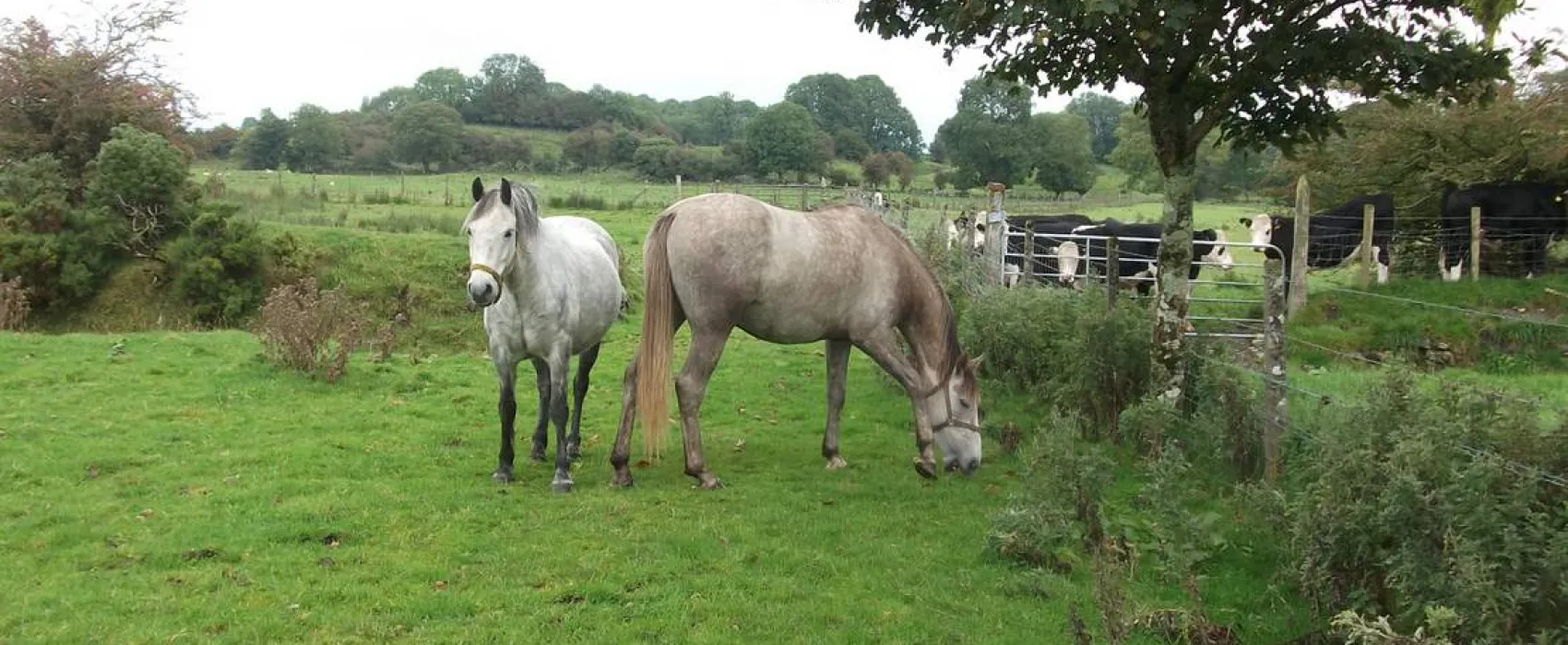 Green Hills Farm Stay