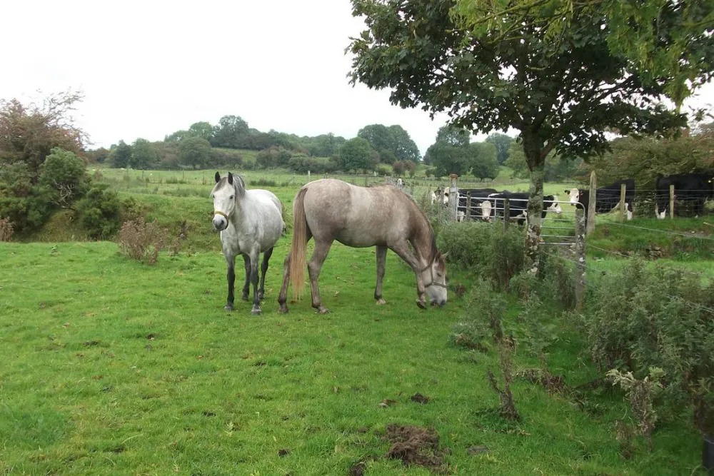 Green Hills Farm Stay