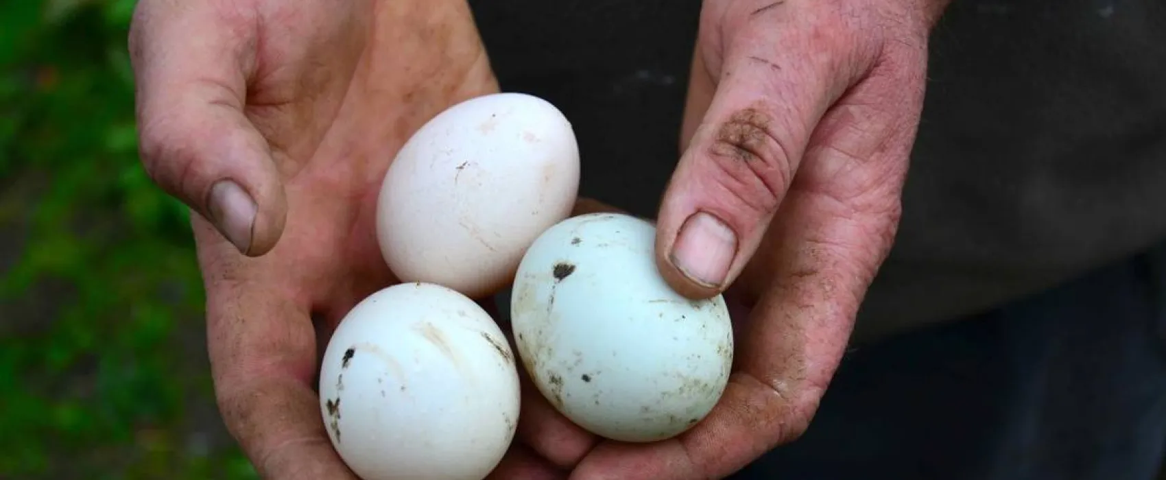 Green Hills Farm Stay