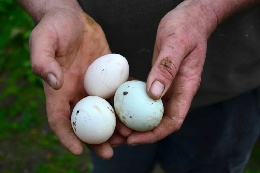 Green Hills Farm Stay