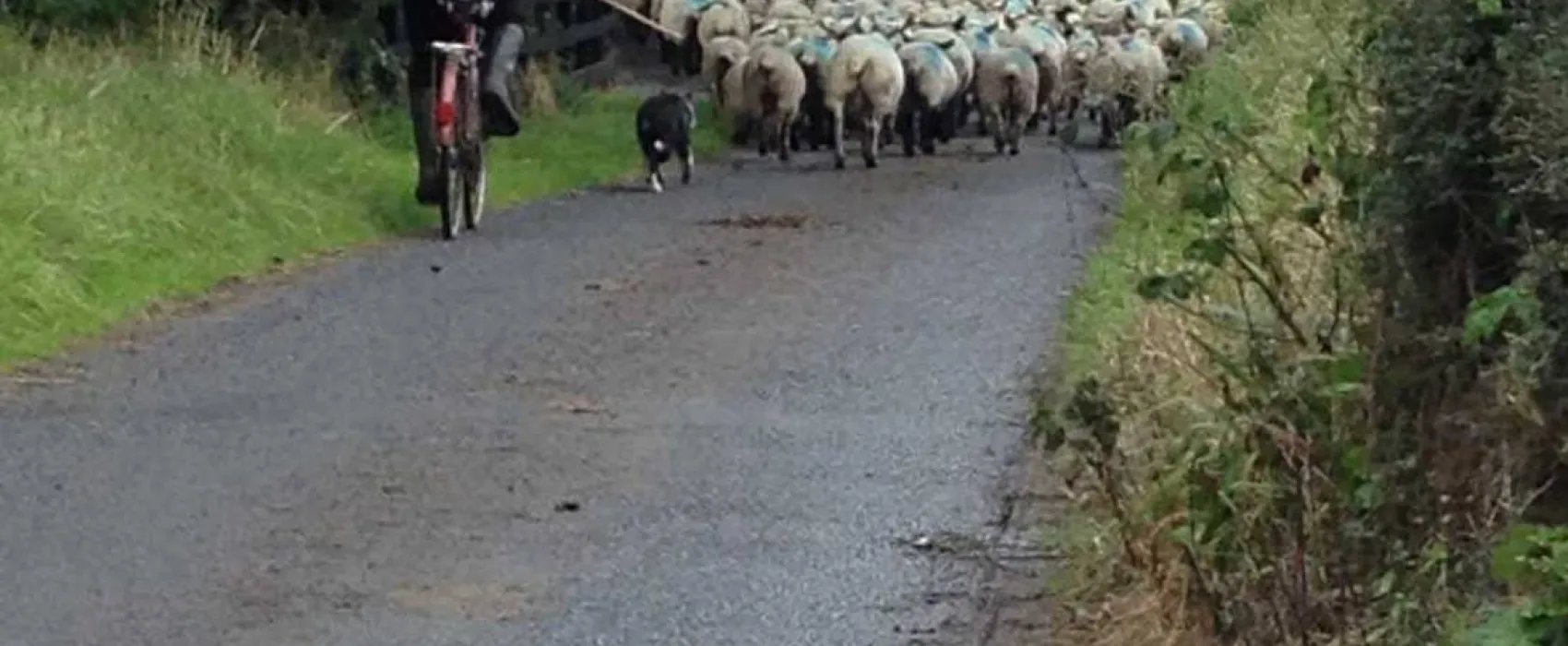 Green Hills Farm Stay