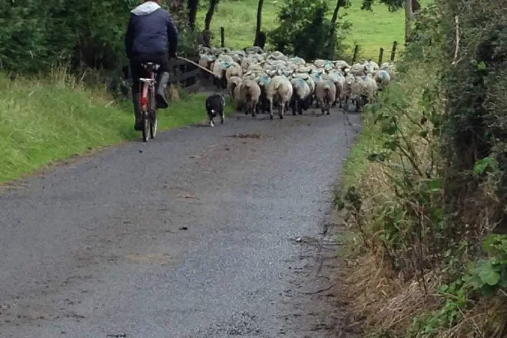 Green Hills Farm Stay