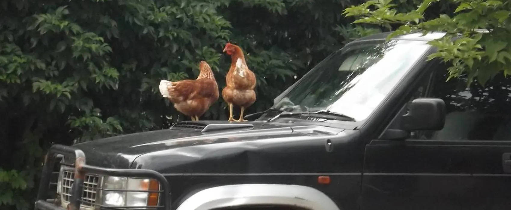 Green Hills Farm Stay