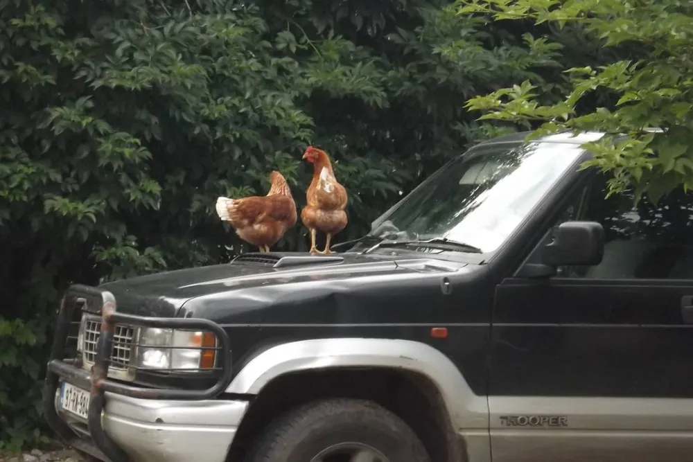 Green Hills Farm Stay