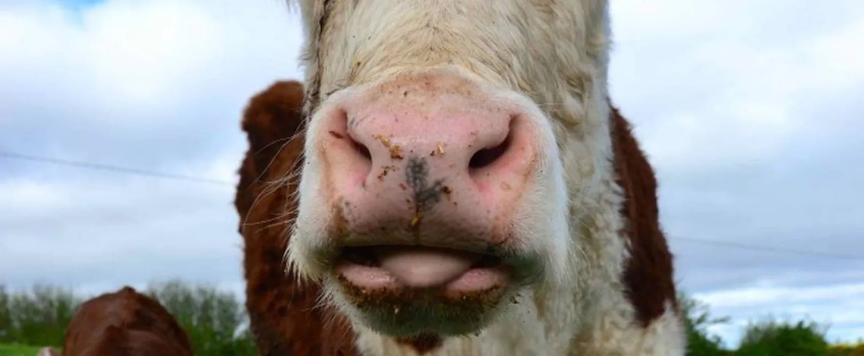 Green Hills Farm Stay