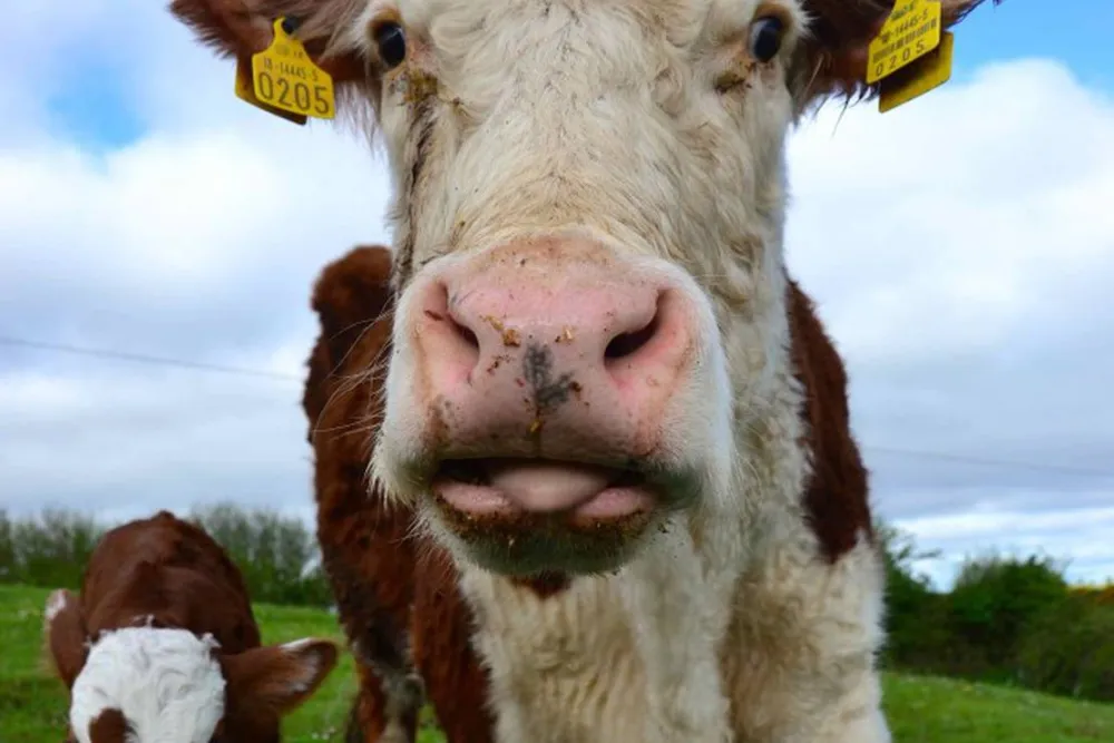 Green Hills Farm Stay