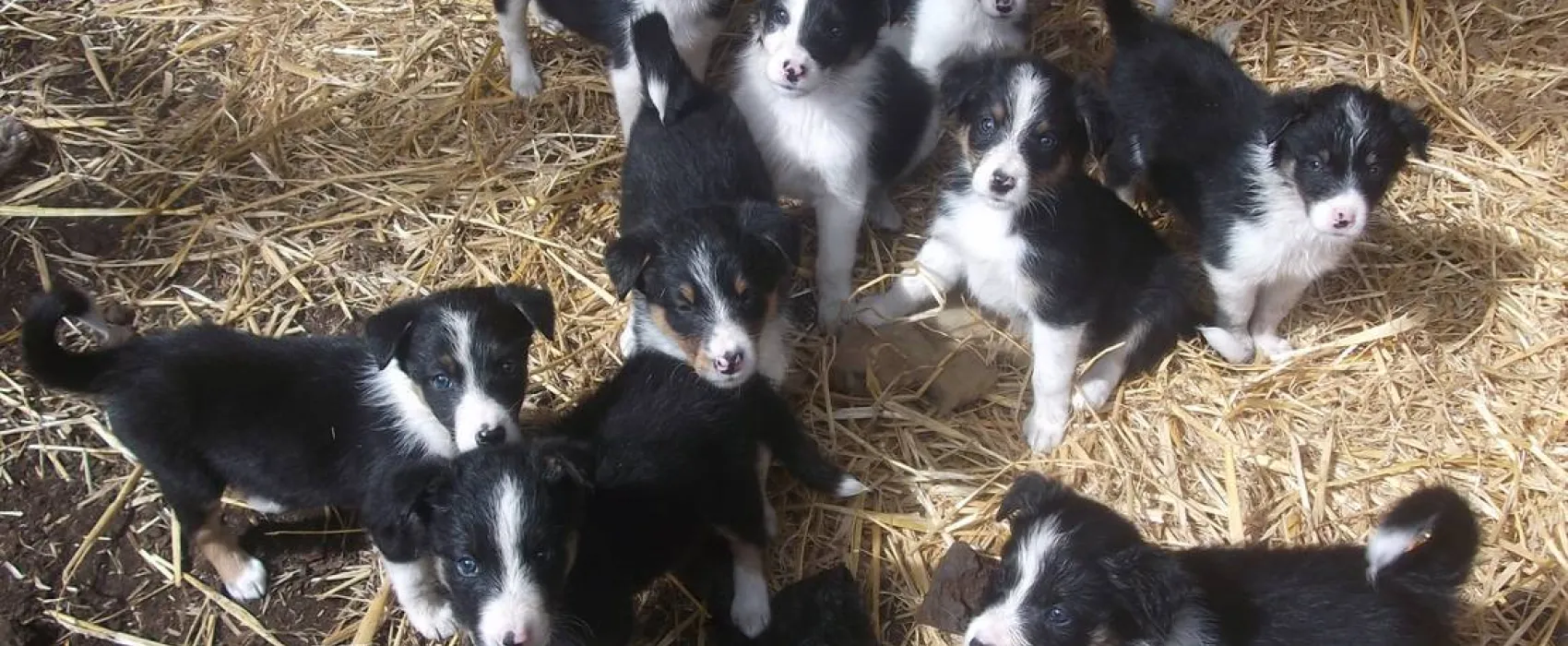 Green Hills Farm Stay