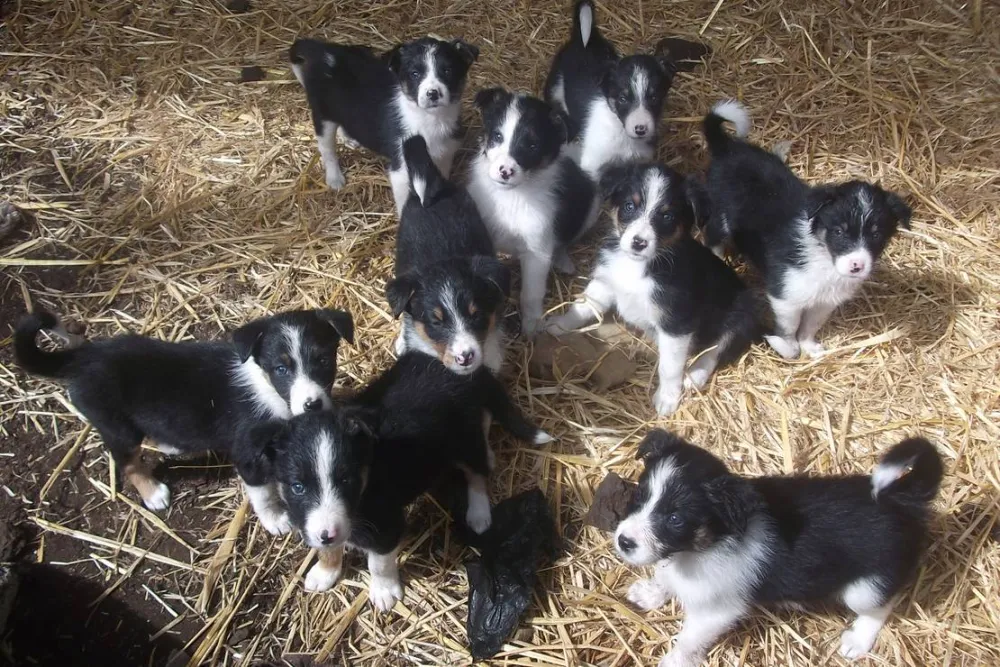 Green Hills Farm Stay