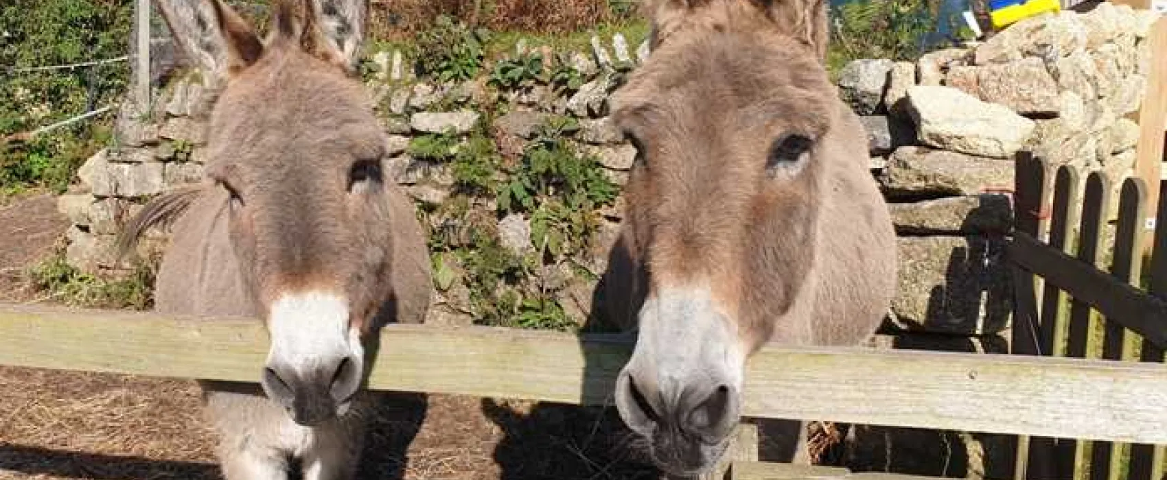 Roselidden House Camping