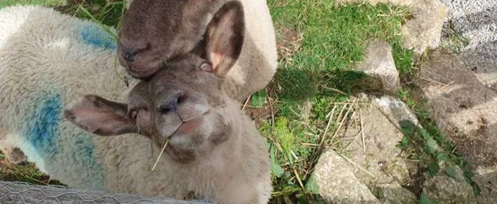 Roselidden House Camping