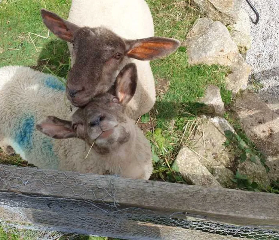 Roselidden House Camping