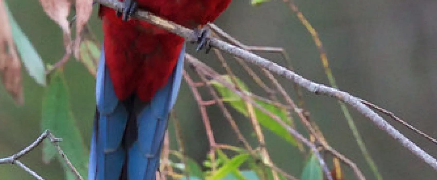 McLennons Punt Campground