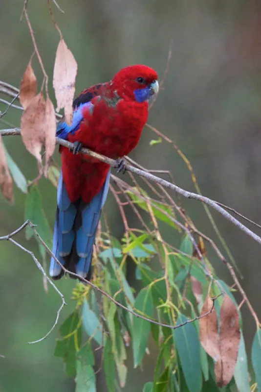 McLennons Punt Campground