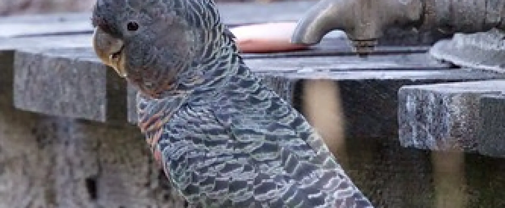 McLennons Punt Campground