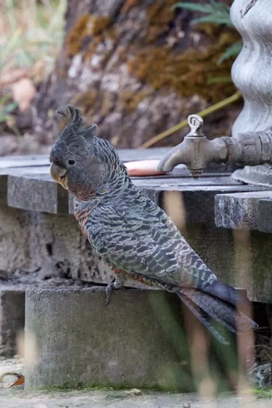 McLennons Punt Campground