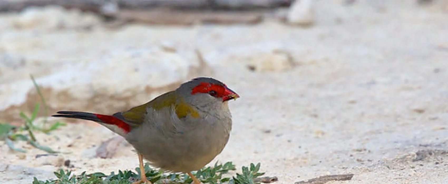 McLennons Punt Campground