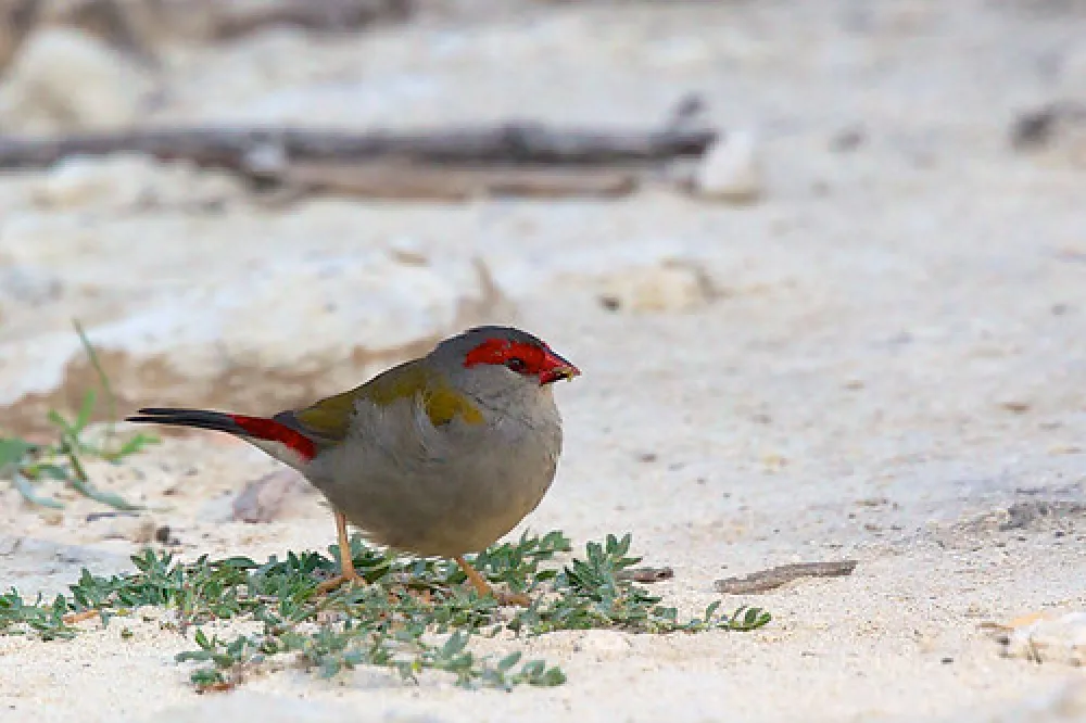 McLennons Punt Campground