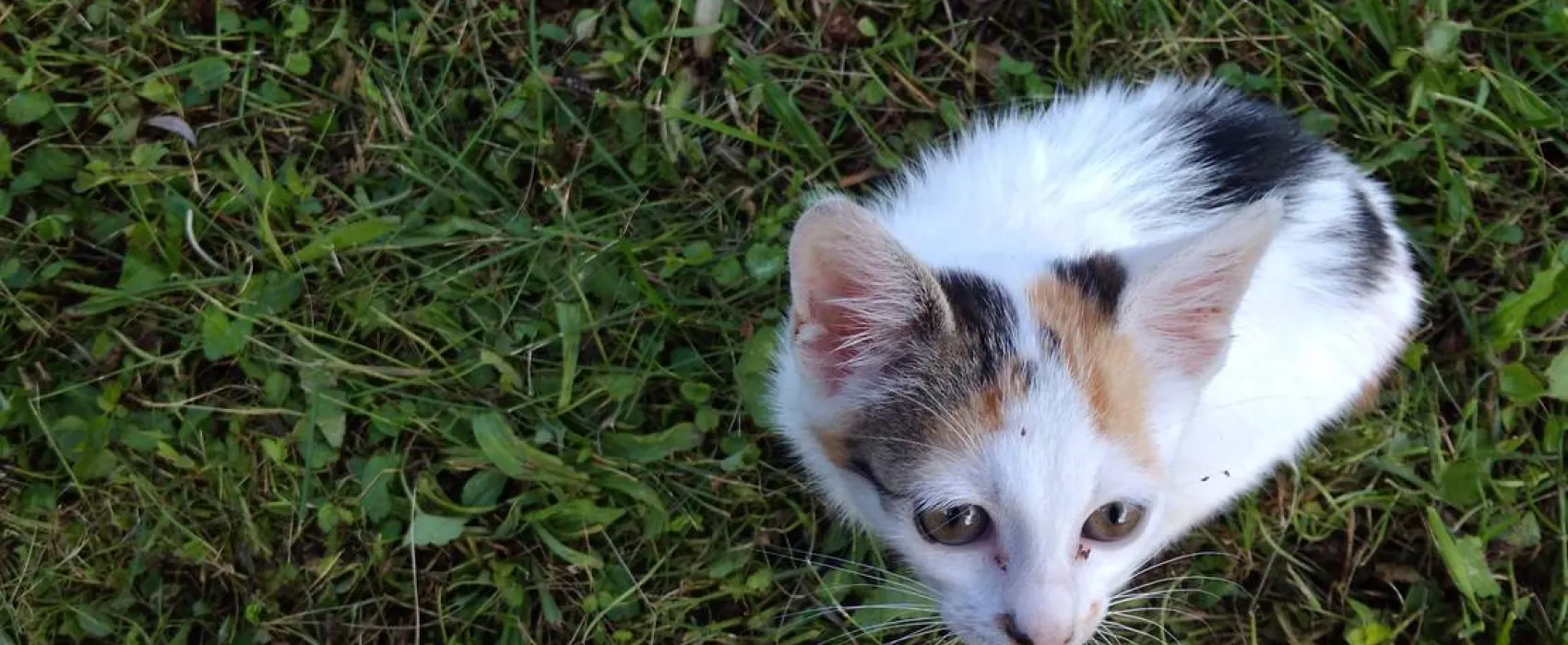 Transilvania Camping