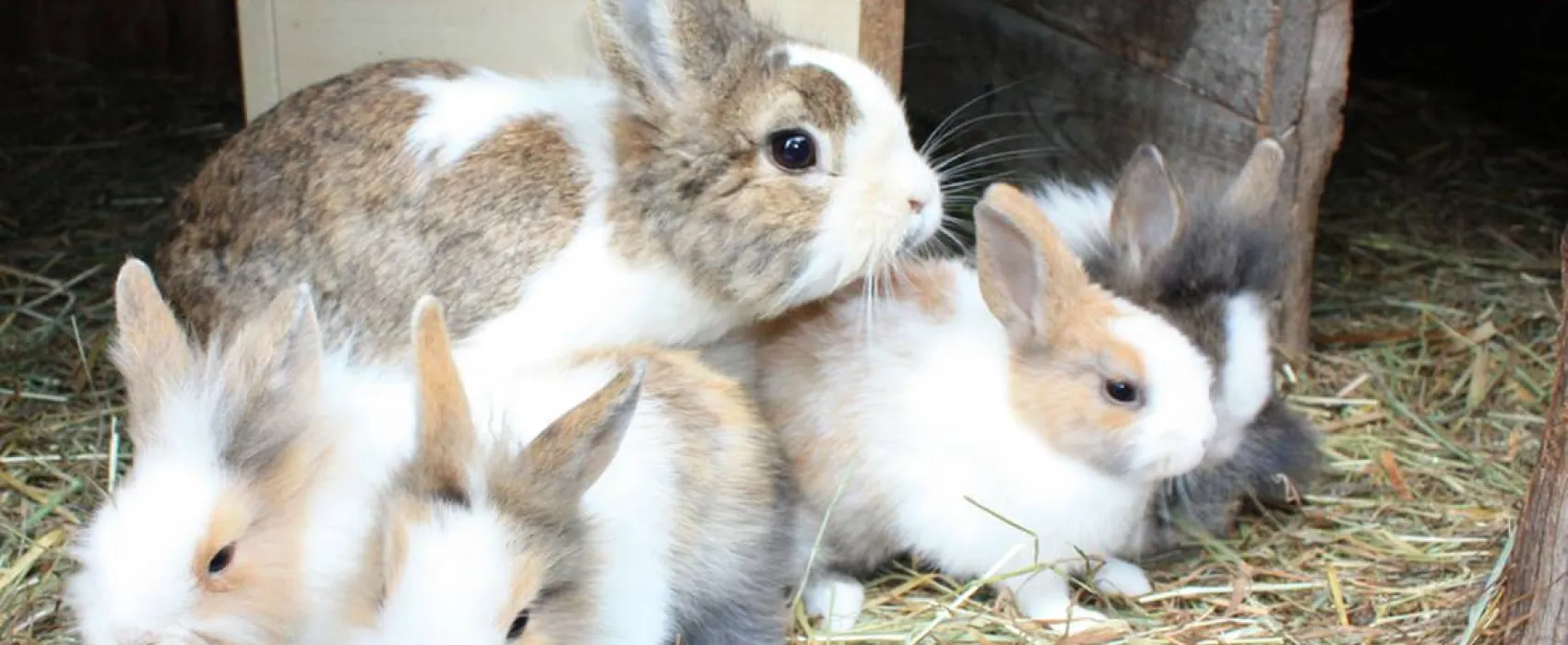 Schlosshof - Camping am Bauernhof