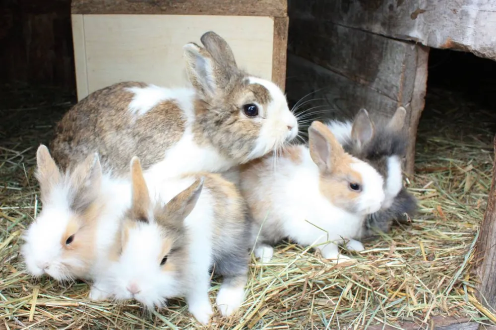 Schlosshof - Camping am Bauernhof