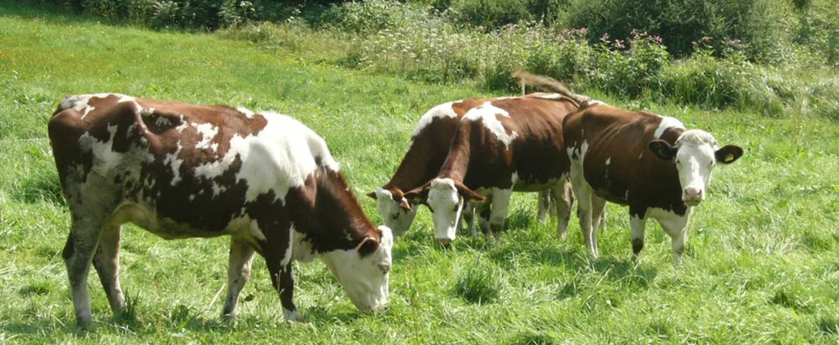 Schlosshof - Camping am Bauernhof