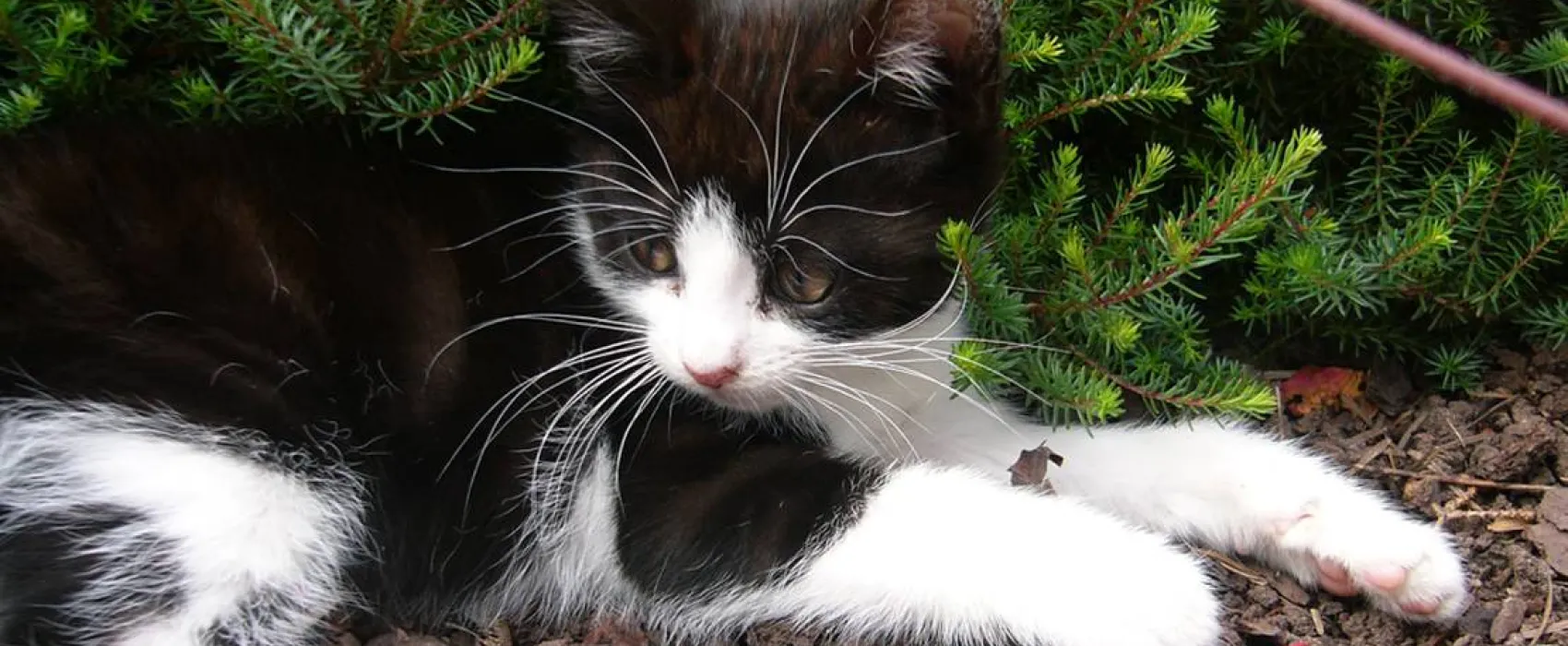 Schlosshof - Camping am Bauernhof