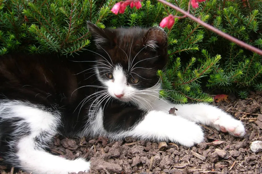 Schlosshof - Camping am Bauernhof