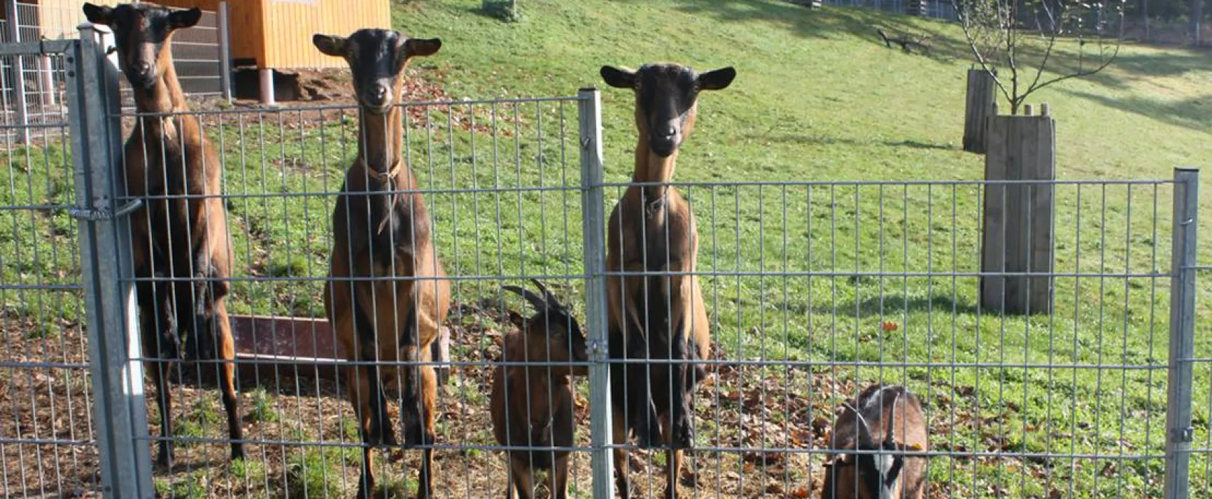 Schlosshof - Camping am Bauernhof
