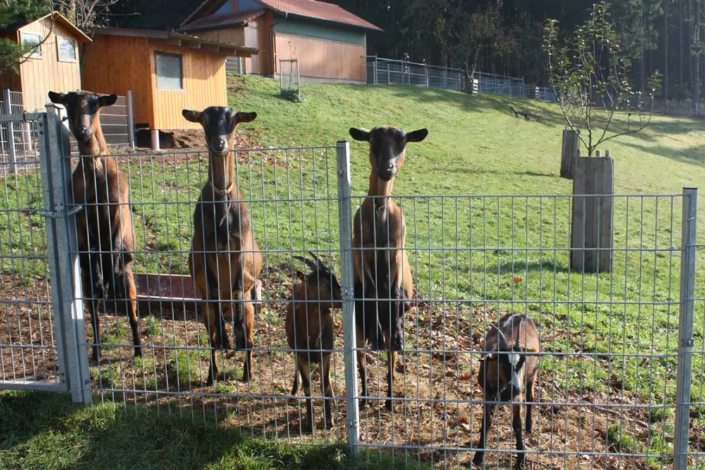 Schlosshof - Camping am Bauernhof