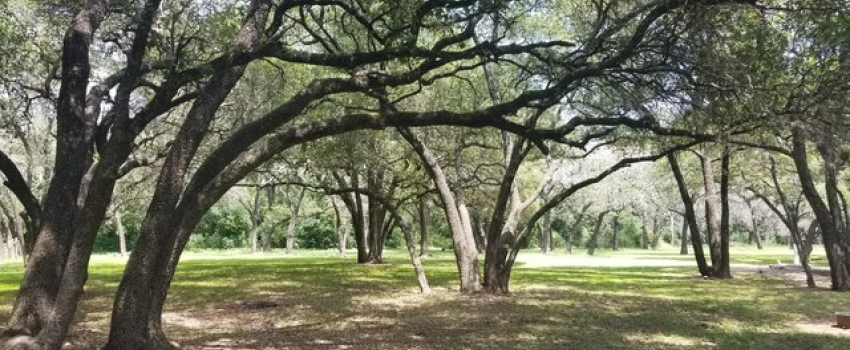 Live Oak Ridge Campground