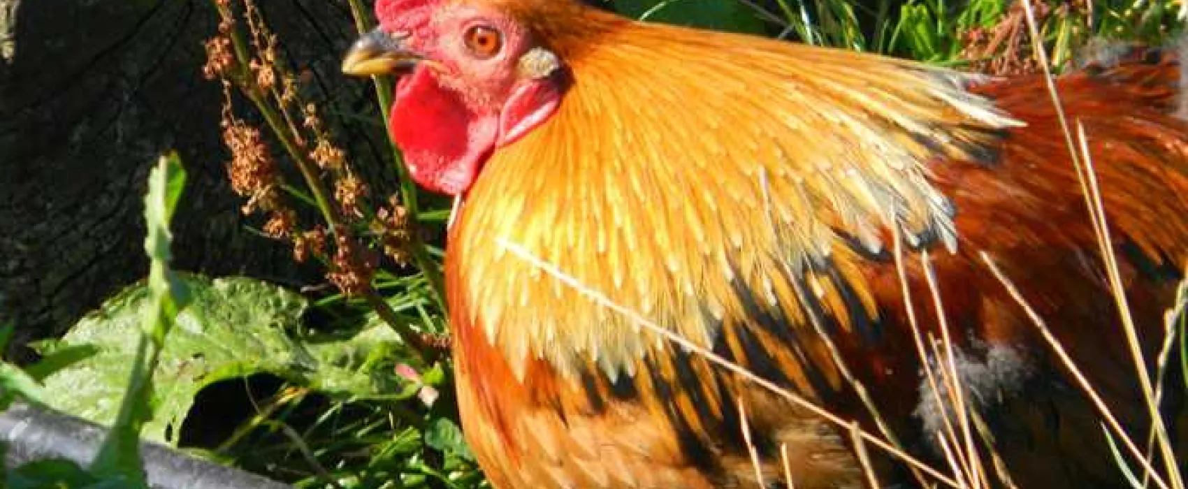 Harvest Moon Holidays