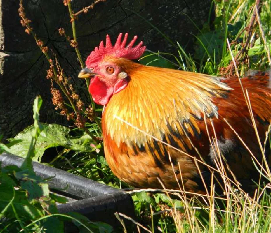 Harvest Moon Holidays