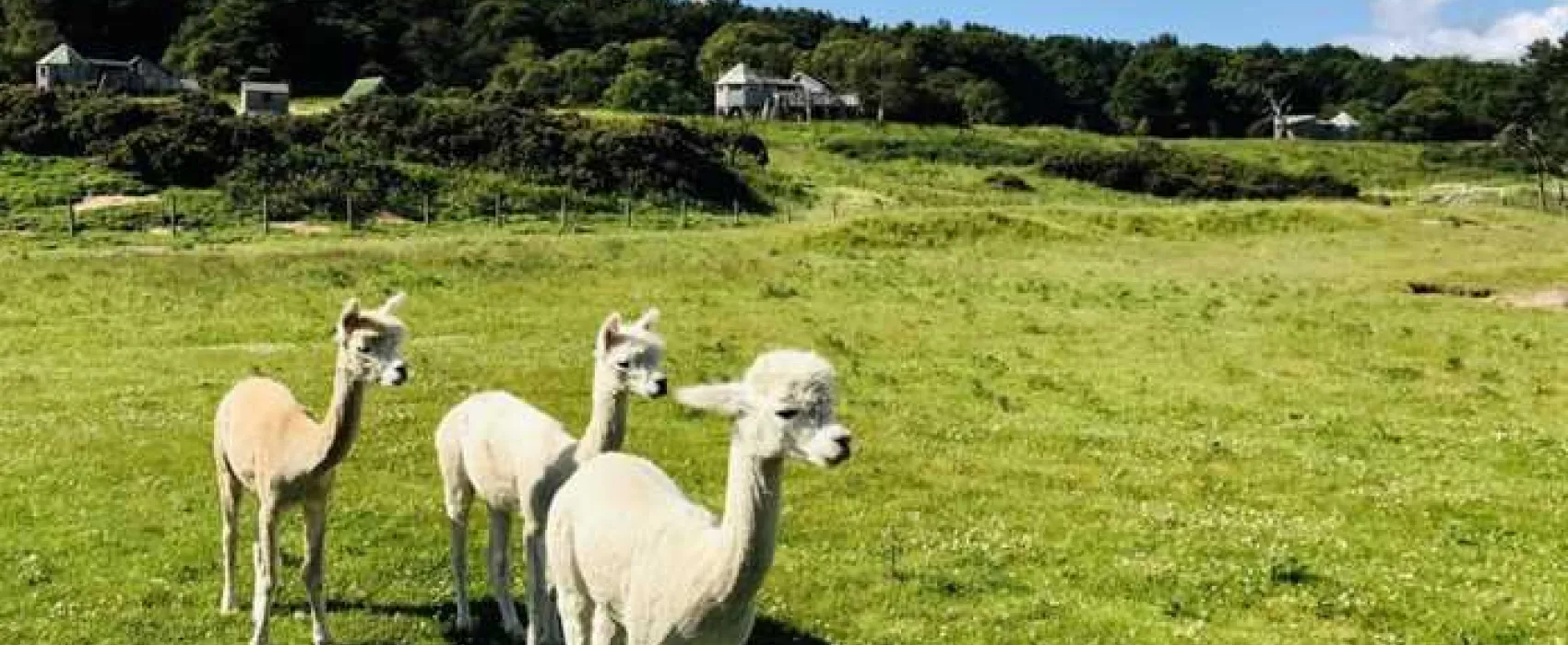 Harvest Moon Holidays