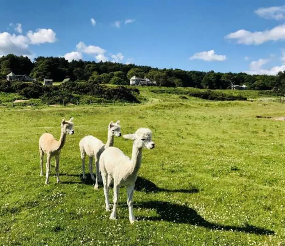 Harvest Moon Holidays