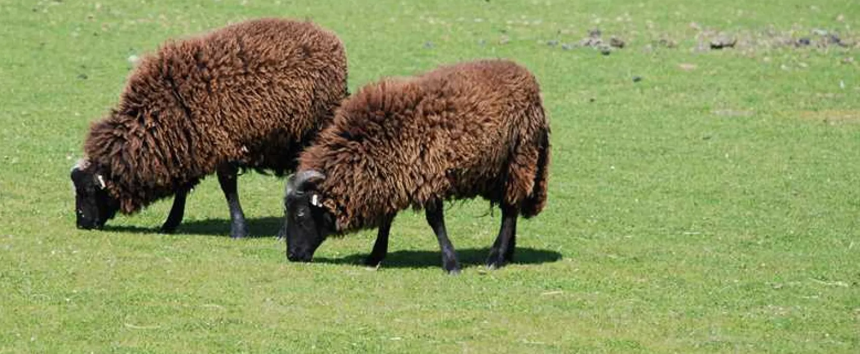 Harvest Moon Holidays