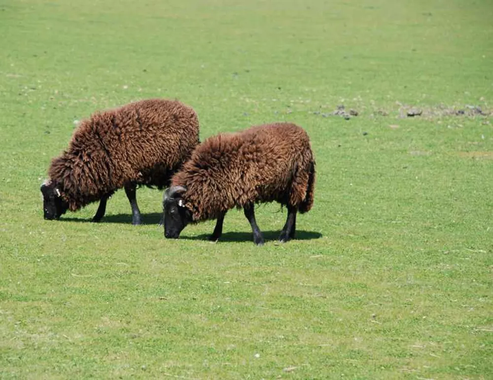 Harvest Moon Holidays