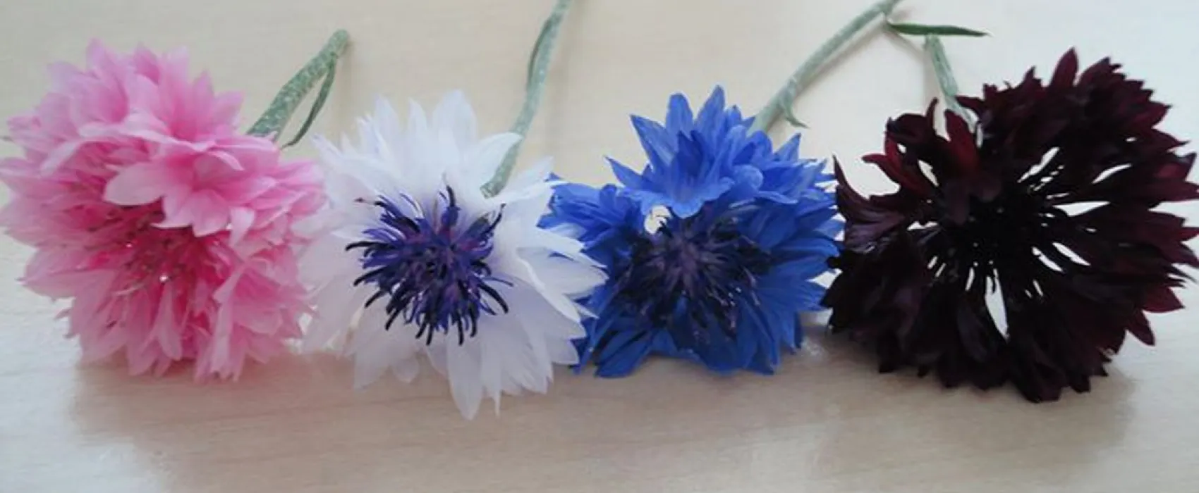 Minicamping Zorg-en-Vrij