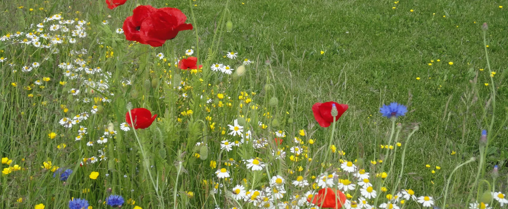 Minicamping Zorg-en-Vrij