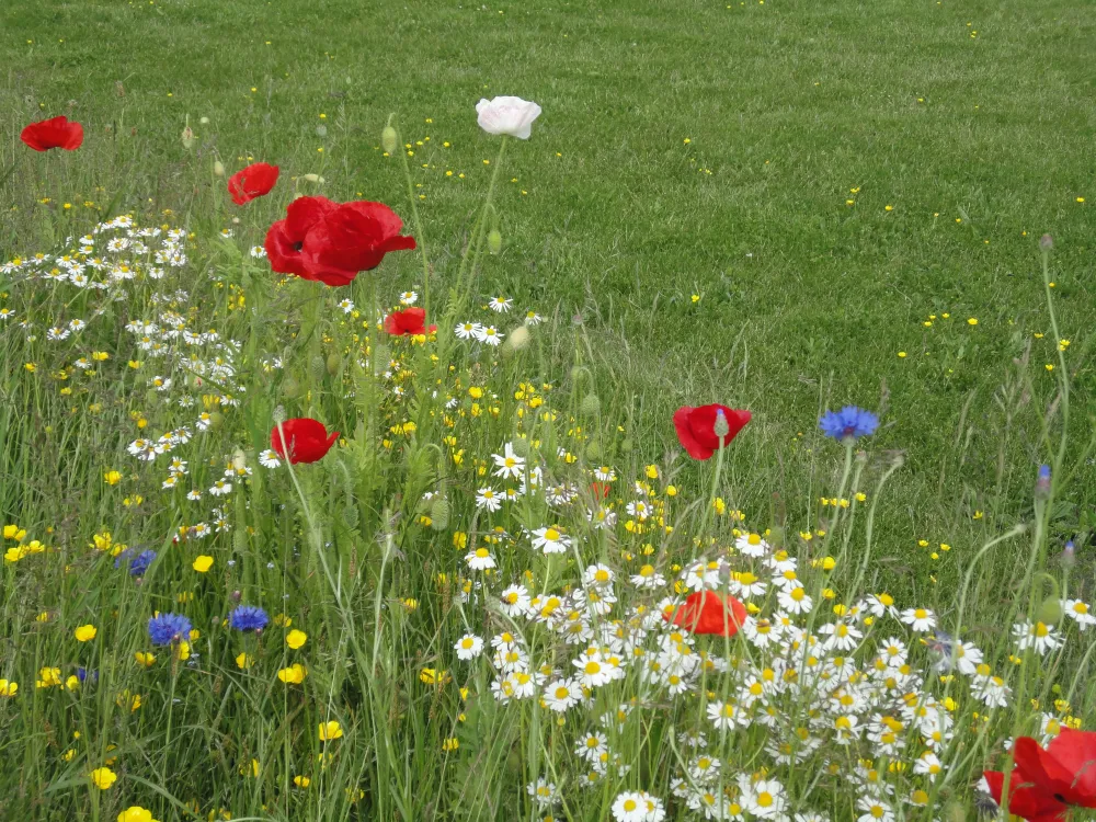 Minicamping Zorg-en-Vrij