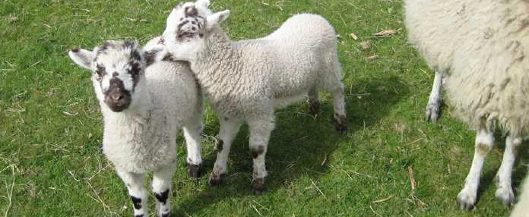 St Johns-in-the-Vale Camping Barn