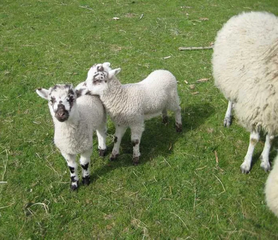 St Johns-in-the-Vale Camping Barn