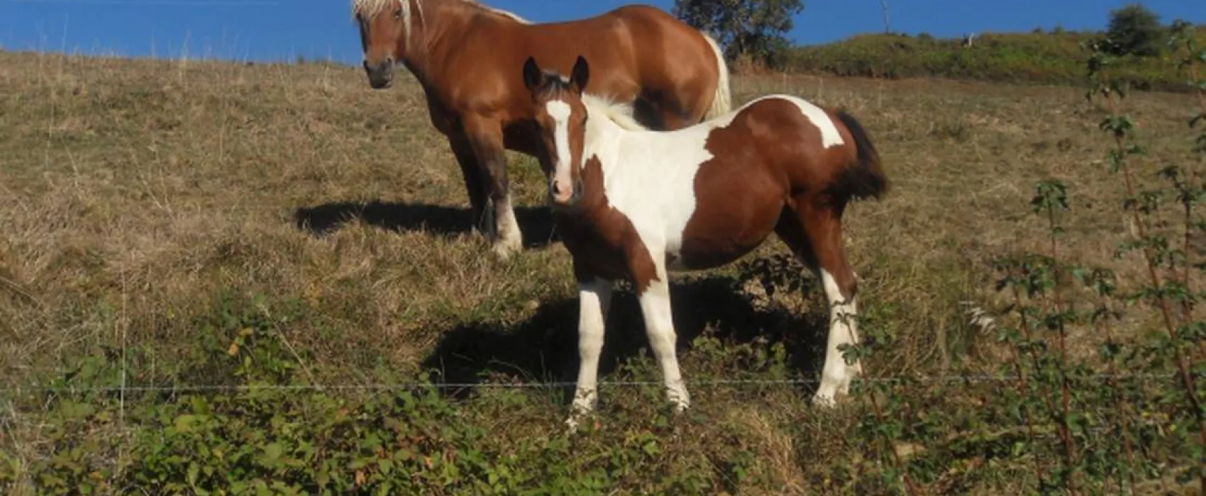 Camping du Bois de la Teppe à Saint Franc