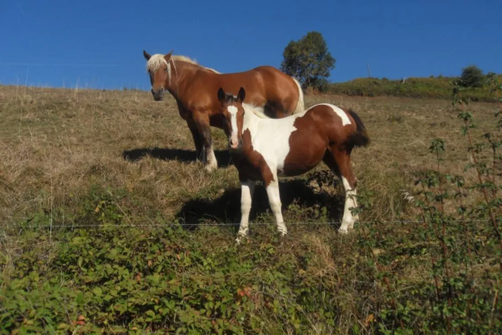 Camping du Bois de la Teppe à Saint Franc